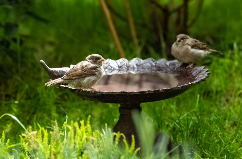 Two birds perched on a bird bath